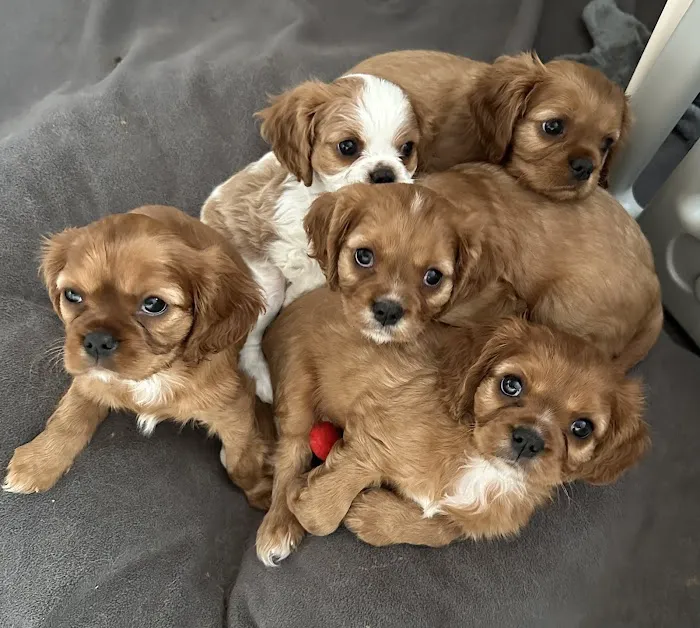 Animal Medical Center Somerset 4