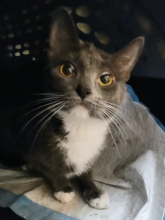 Animal Medical Center Somerset 10