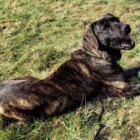 Five Point Vet Services ico