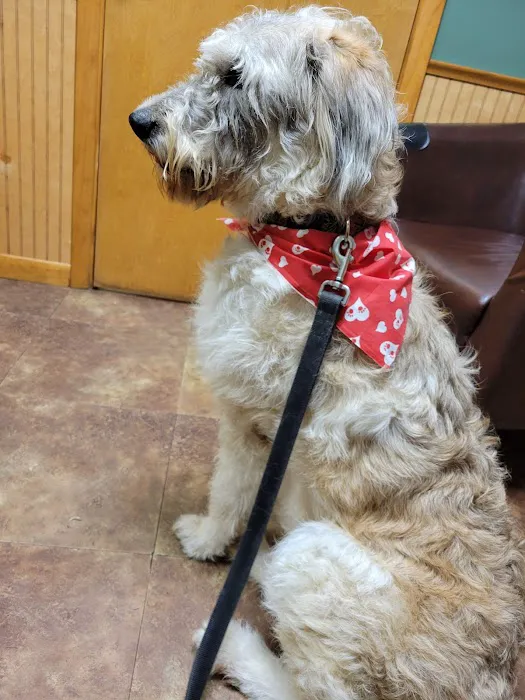 Springville Animal Hospital 1