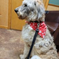 Springville Animal Hospital ico