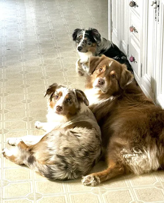 Springville Animal Hospital 6