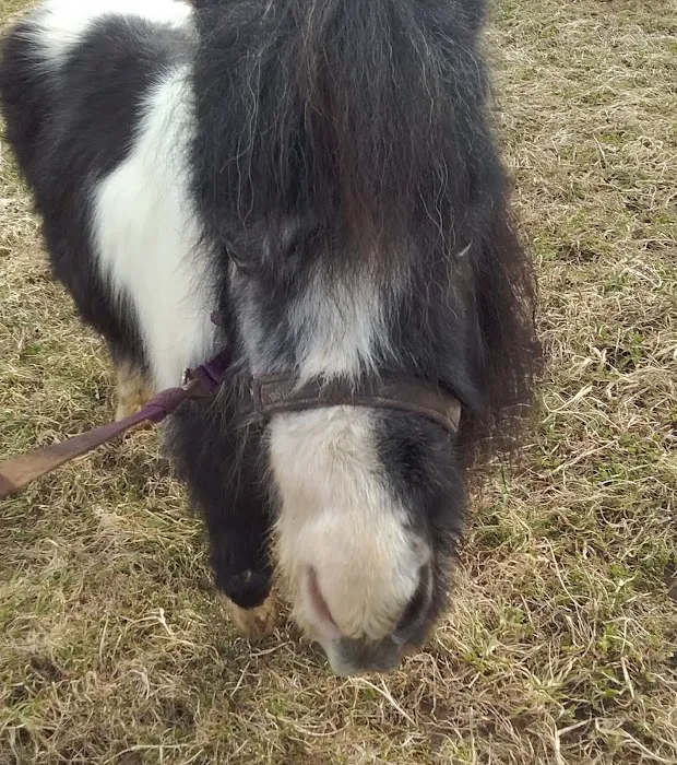Springville Veterinary Services Large Animals 1
