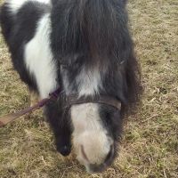 Springville Veterinary Services Large Animals ico