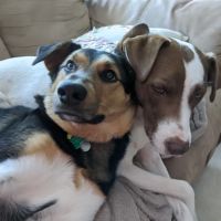 Concord Veterinary Center ico