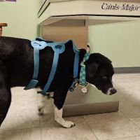 Nachbar Veterinary Hospital ico