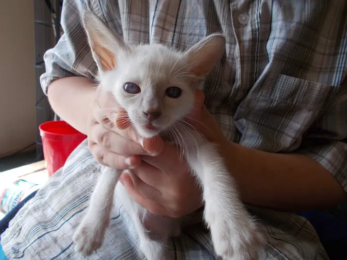 Siameden Cattery 1