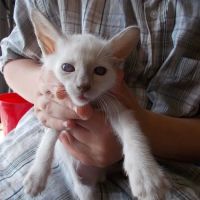 Siameden Cattery ico