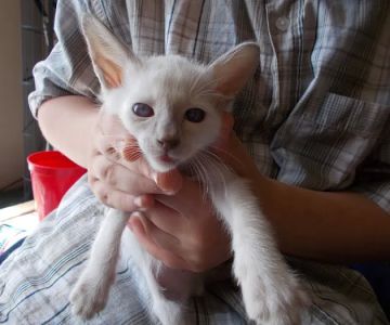 Siameden Cattery