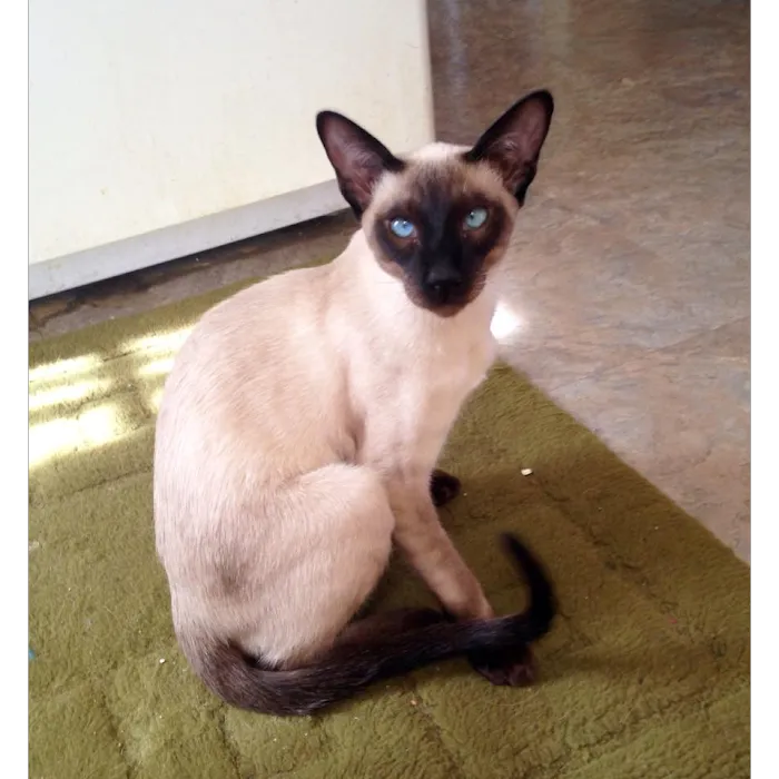 Siameden Cattery 3