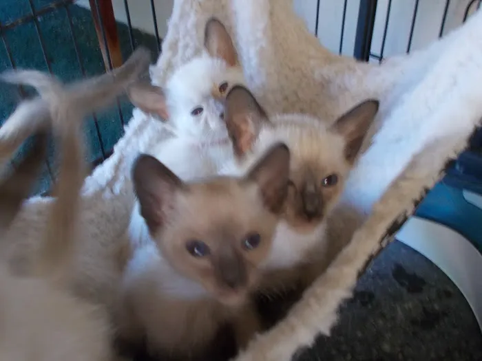 Siameden Cattery 4