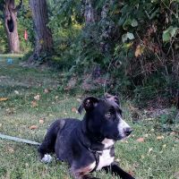 Encompass Animal Care and Health ico