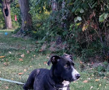 Encompass Animal Care and Health