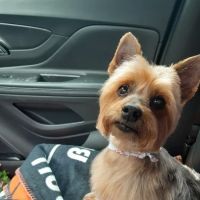 Tillou Veterinary Hospital ico