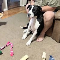Camp Road Animal Clinic ico