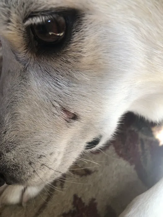 Camp Road Animal Clinic 7