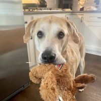 Adoring Pets Vet Health Center ico