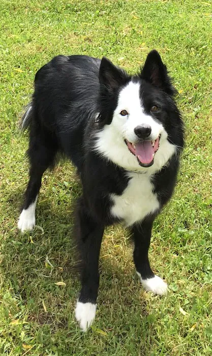 Boston Valley Animal Hospital 3