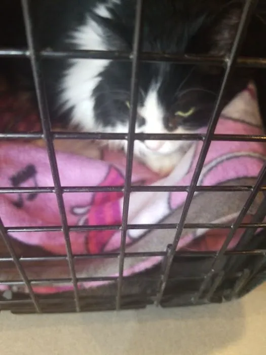 Abbott Road Animal Hospital 10