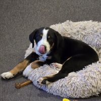 Thorn Avenue Animal Hospital ico