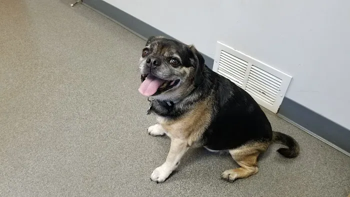 Thorn Avenue Animal Hospital 6
