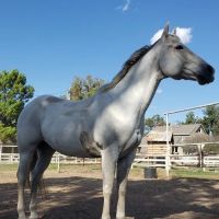 Denham Animal Clinic ico