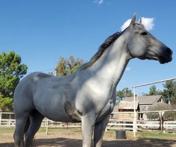 Denham Animal Clinic
