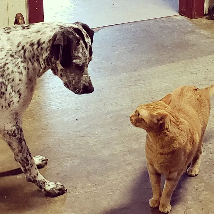 Denham Animal Clinic 3