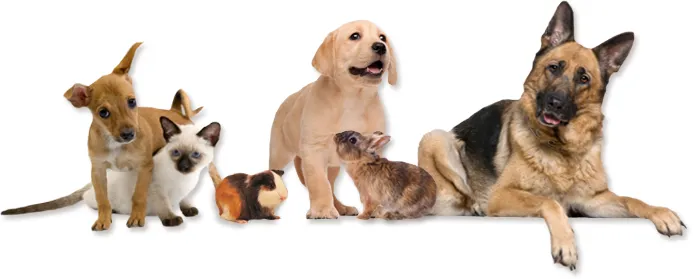 Dripping Springs Pet Hospital 3