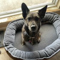 Dripping Springs Pet Hospital ico