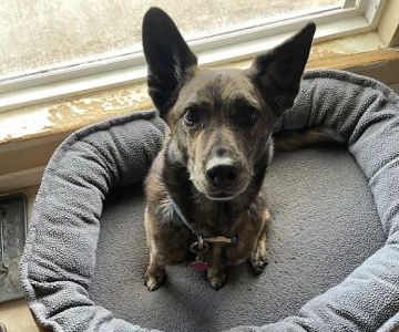 Dripping Springs Pet Hospital
