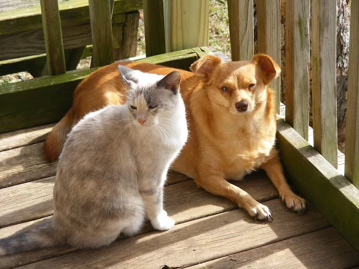 Dripping Springs Pet Hospital 5