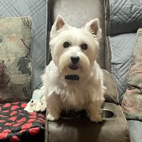 Crocker Veterinary Care ico