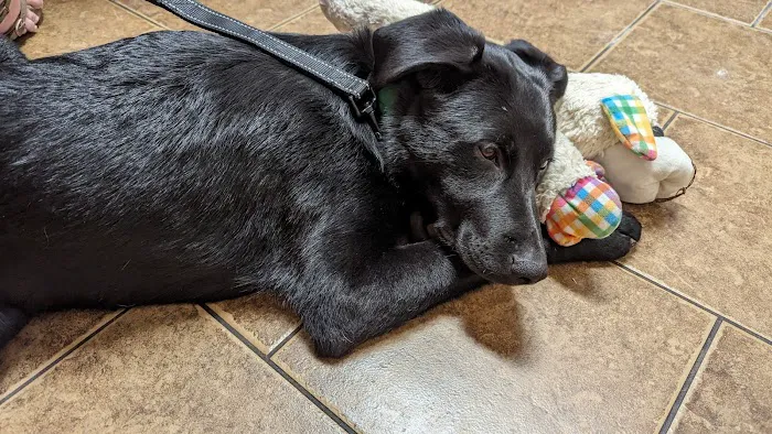 McKinney Animal Hospital 4