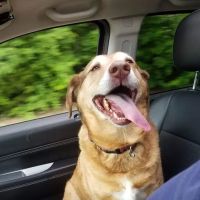 McKinney Animal Hospital ico