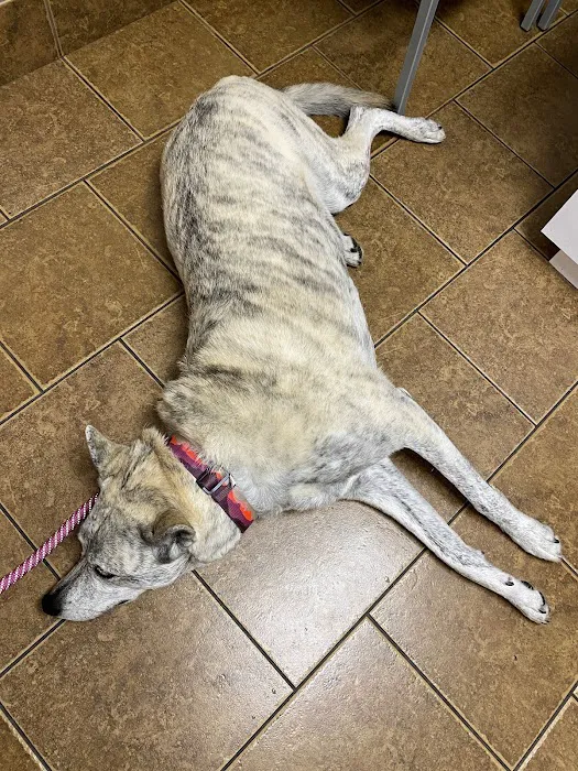 McKinney Animal Hospital 9