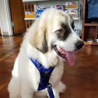 Sand Springs Small Animal Hospital ico