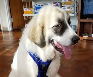 Sand Springs Small Animal Hospital