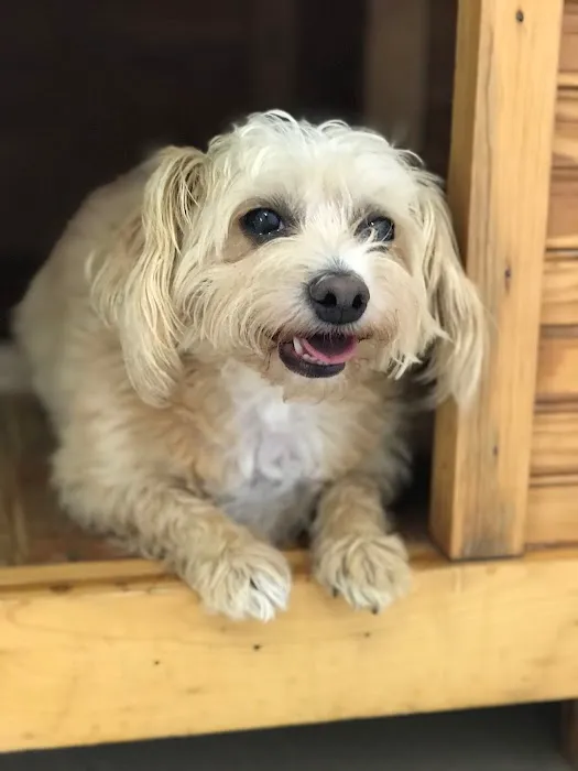 Sand Springs Small Animal Hospital 4