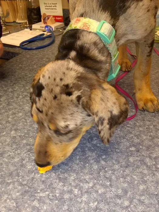 Sand Springs Small Animal Hospital 5