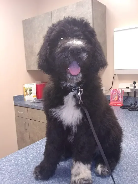 Sand Springs Small Animal Hospital 2