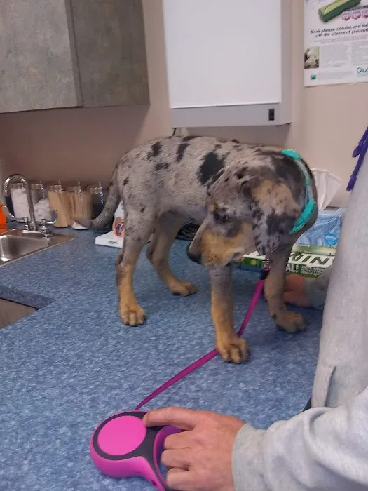 Sand Springs Small Animal Hospital 3