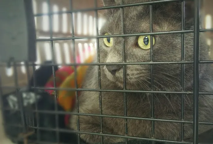 Sand Springs Small Animal Hospital 9