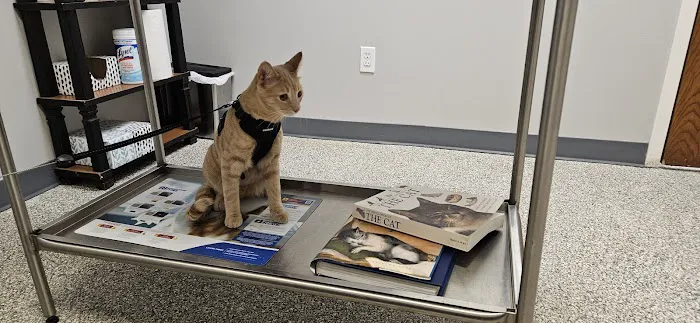 Sand Springs Small Animal Hospital 8