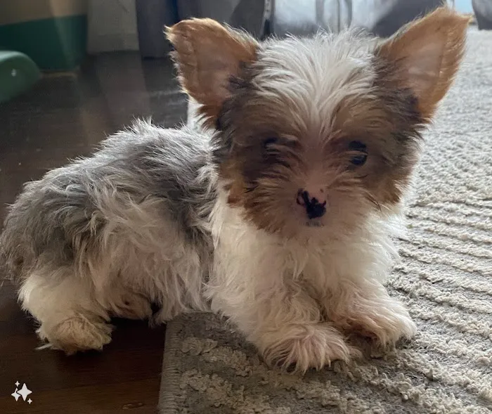 Hueneme Veterinary Center 8
