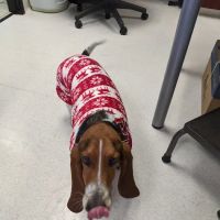 NBVC Vet Clinic ico