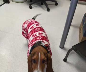 NBVC Vet Clinic