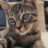 Port Hueneme Animal Hospital ico