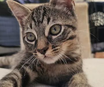 Port Hueneme Animal Hospital