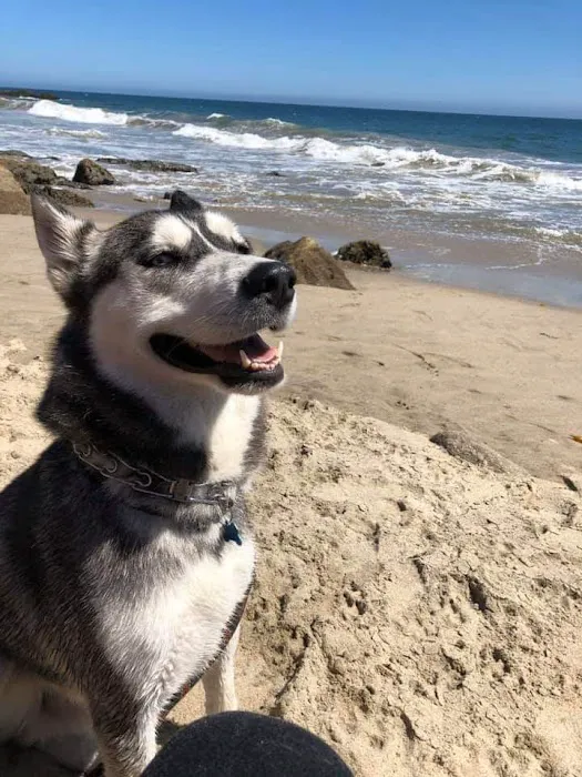 Port Hueneme Animal Hospital 3